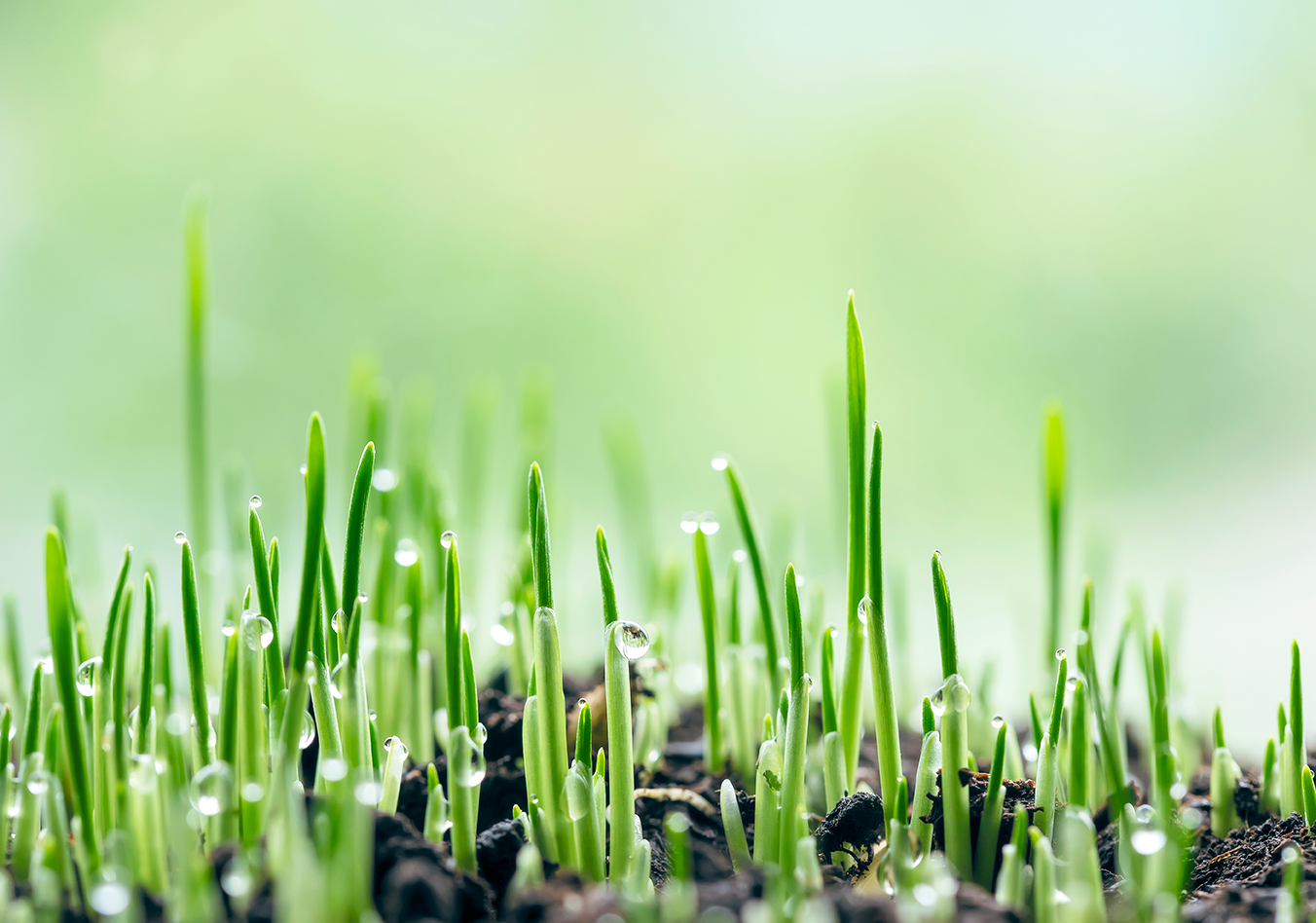 Spring Lawn Care Checklist: 5 Steps to a Healthier, Greener Lawn  Grass  Seed Online