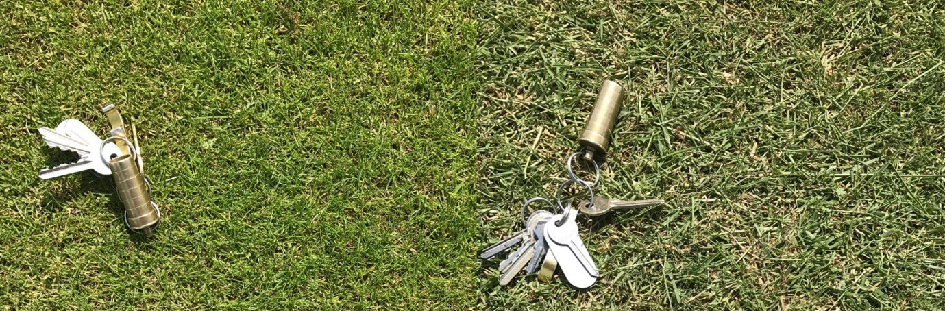 Highland vs Browntop Bentgrass|Highland vs Browntop