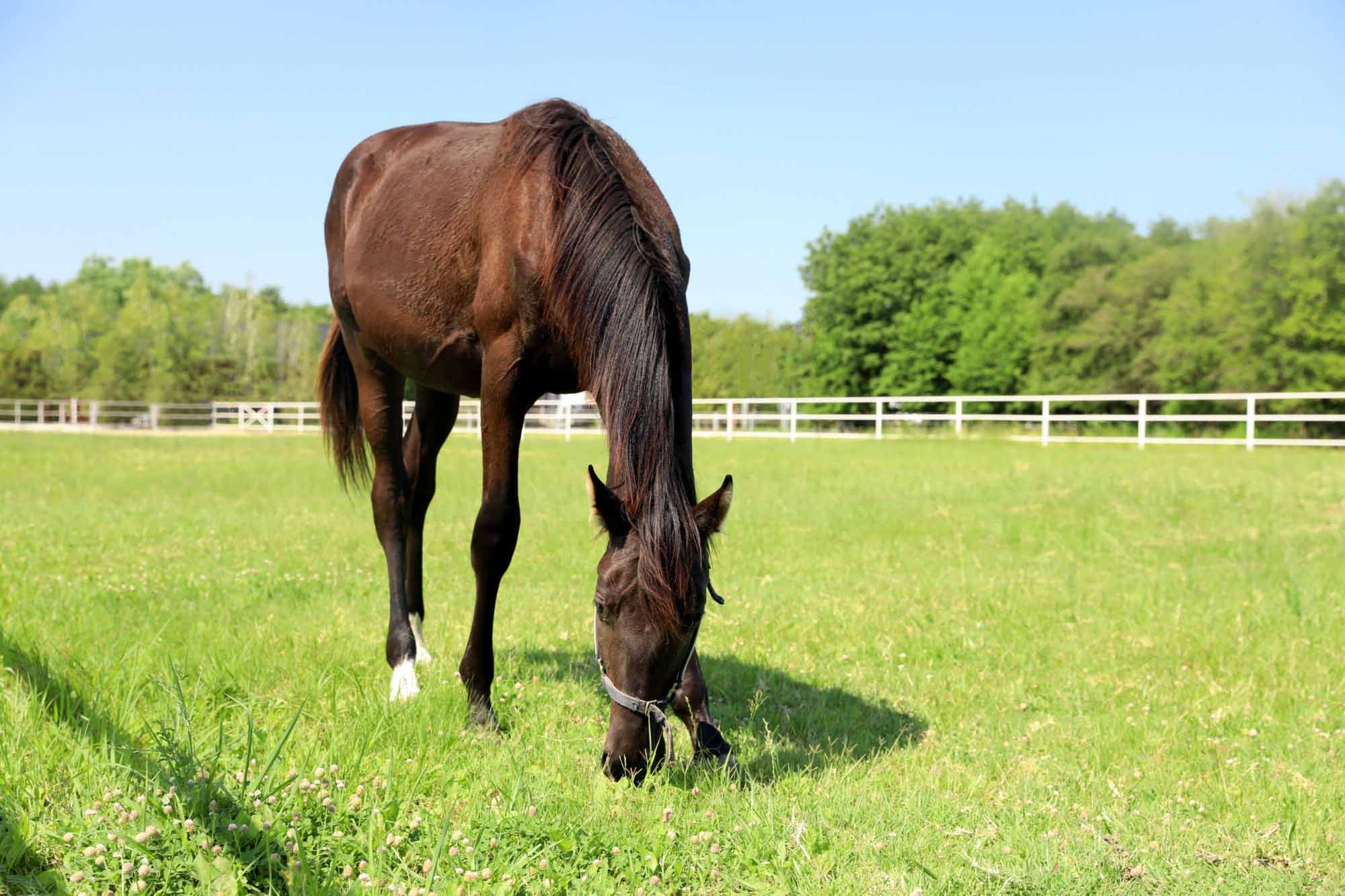 Paddock Grass Seed