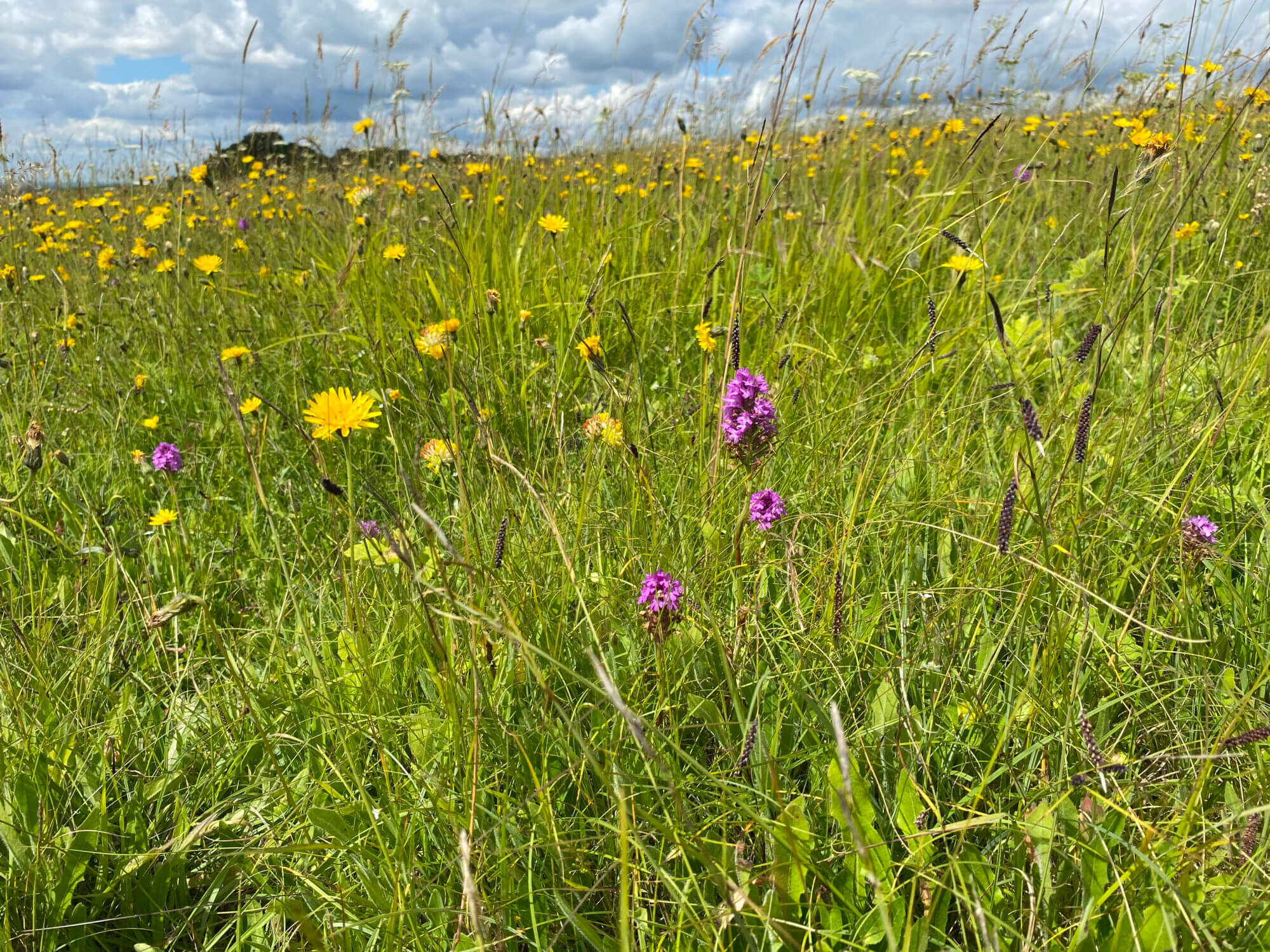 UK Native Wildflower Seed Mixtures
