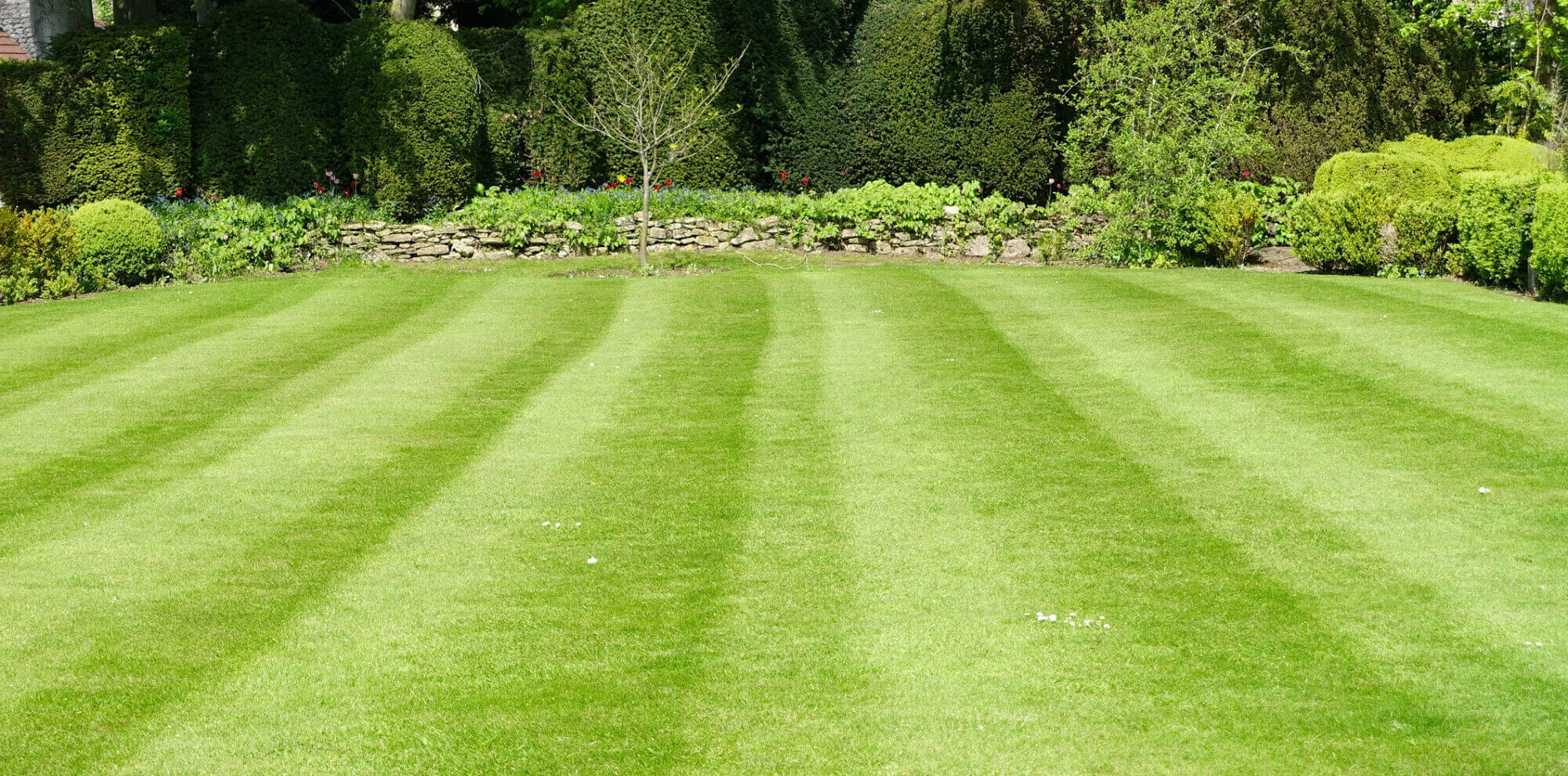 Striped Mowed Lawn and Green Leafy Trees in a Garden
