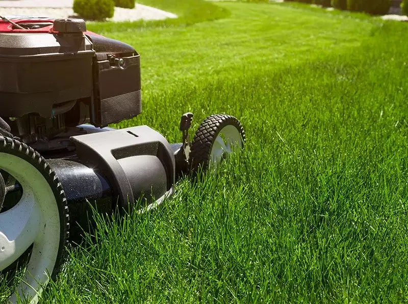 The perfect mixture for those who want a great looking lawn with less maintenance.