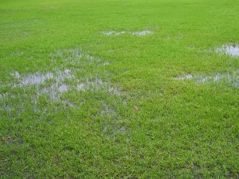 Our Wet Soils Grass Seed contains tall fescue which is deep rooted and extremely tolerant of this type of soil condition.