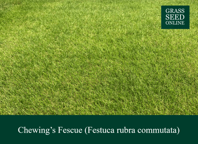 Slender Creeping Red Fescue