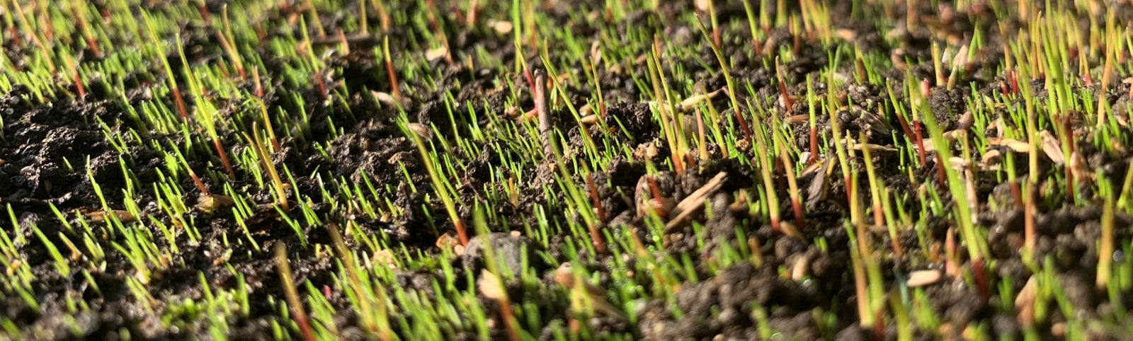 Germination