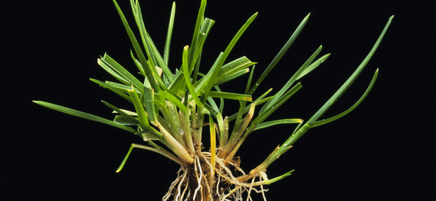 Kentucky Bluegrass Seed