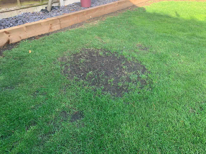 Grass with a patch of dead grass on it