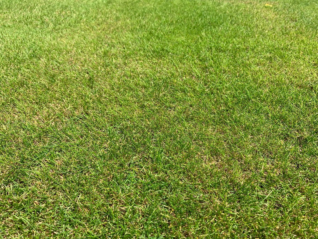 Strong Creeping Red Fescue (Festuca rubra rubra)
