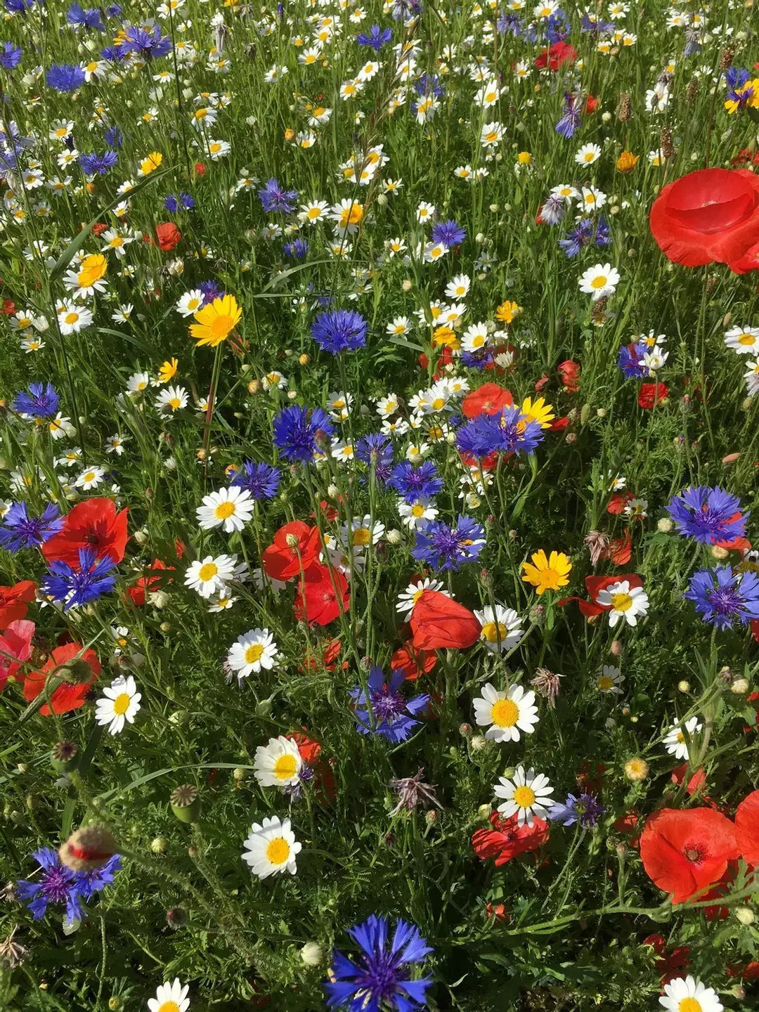 Universal 100% Wildflower Seed Mixture