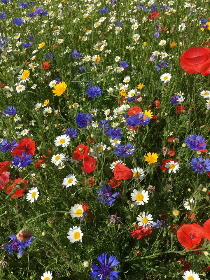 Universal 100% Wildflower Seed Mixture