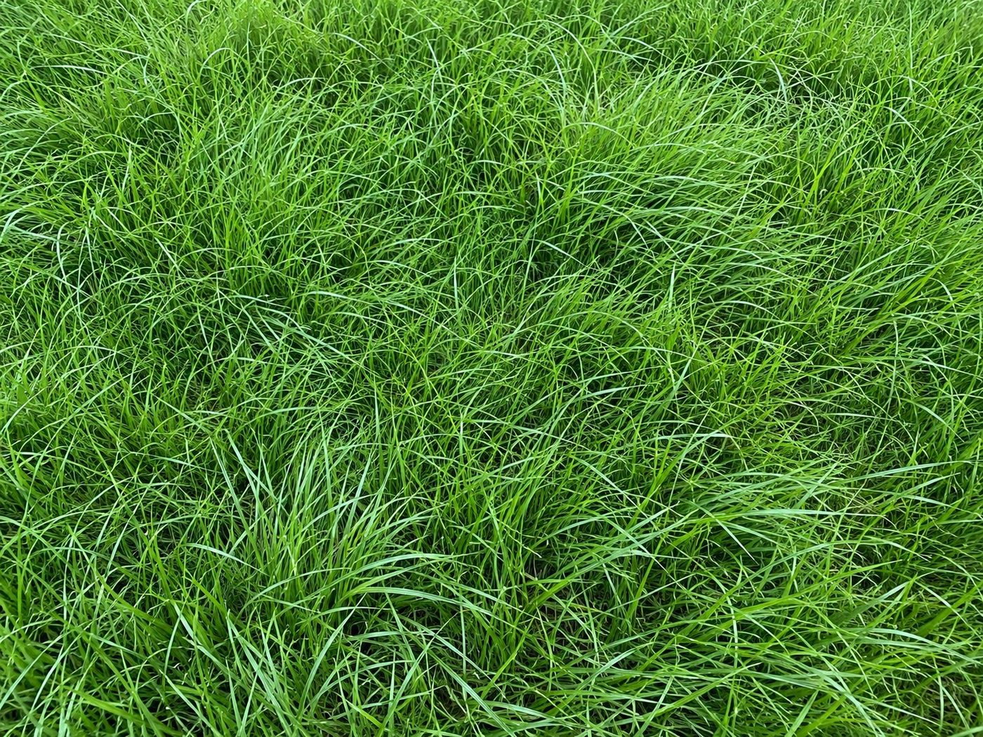 A dense, tufted pasture sward knitting the soil on paddock ground