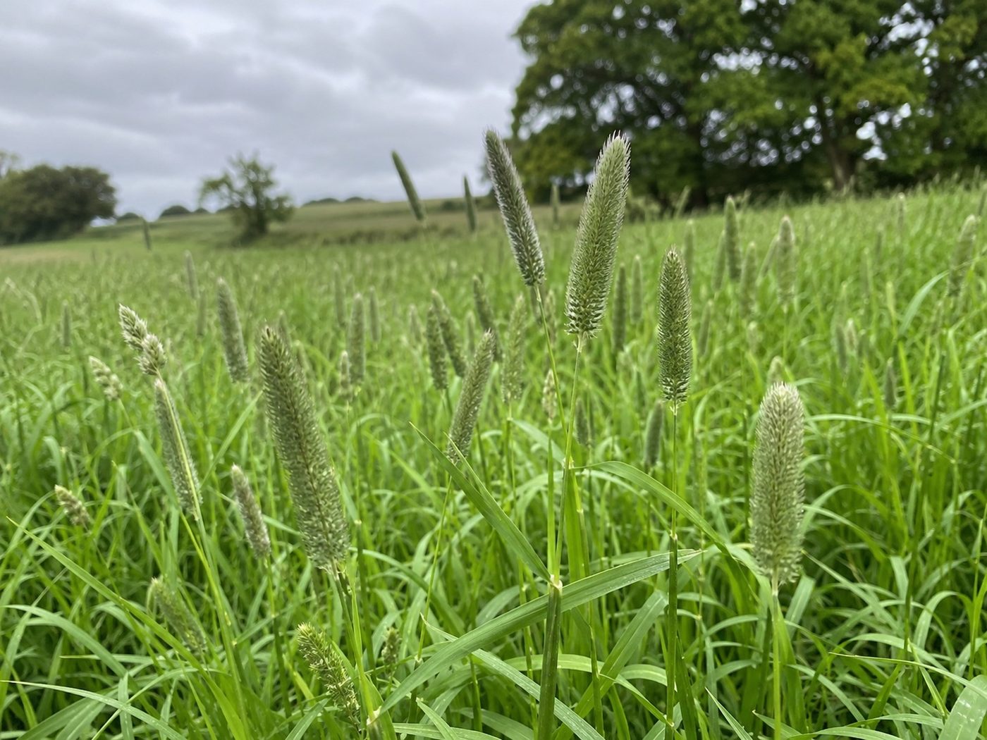Timothy grass with its cat's-tail seed-heads in a paddock