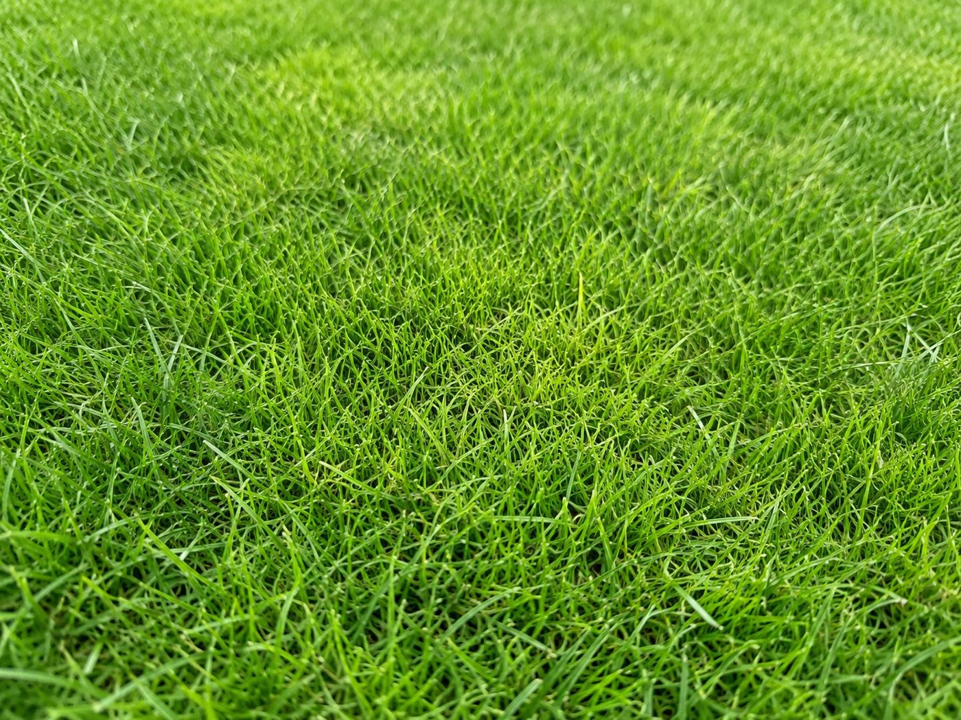 Fine-leaved ryegrass blending seamlessly into an existing lawn