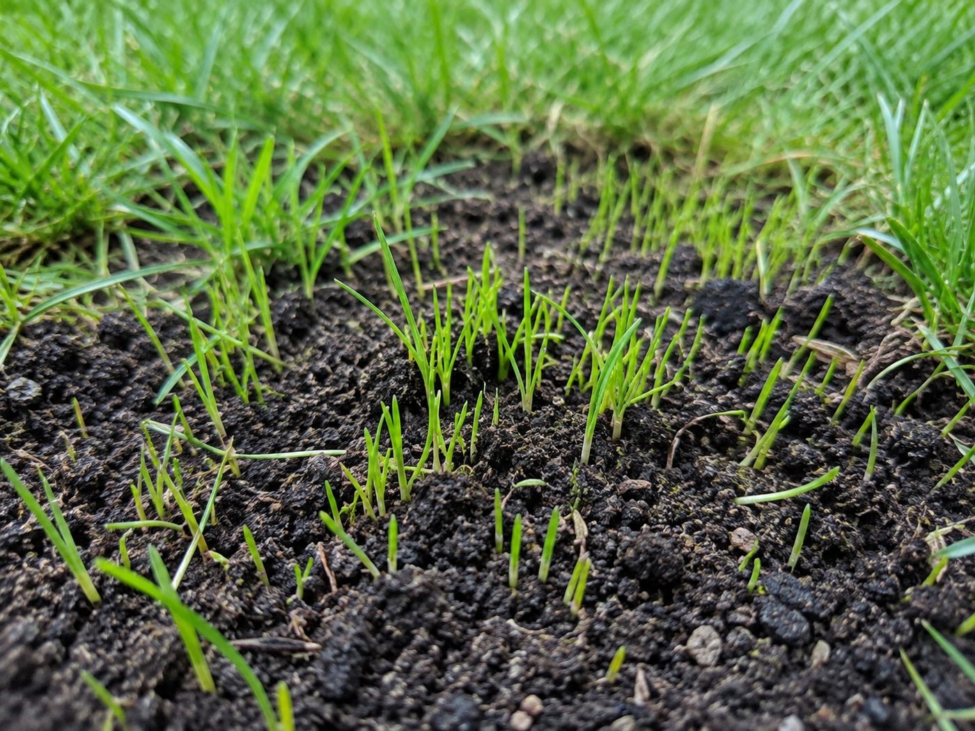 Fresh green grass seedlings coming up through soil in a repaired patch