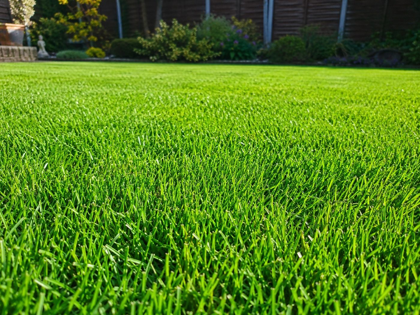 A dense, hard-wearing green ryegrass lawn recovered from wear