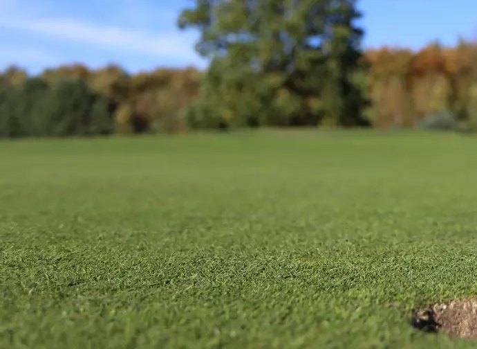 A dense, smooth fine-turf putting surface