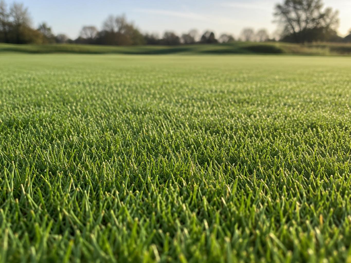 Needle-fine fescue blades in a dense putting surface