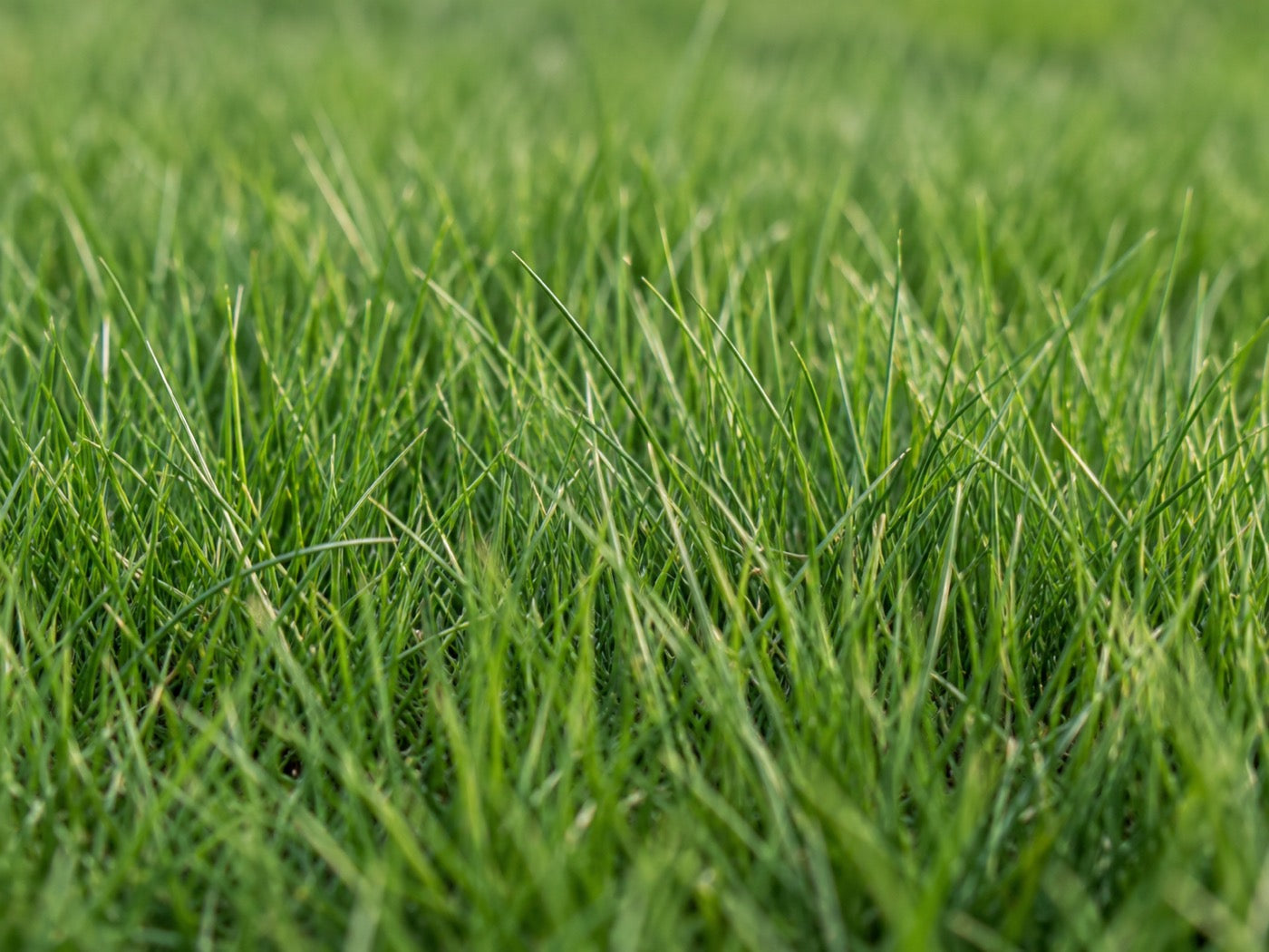 Very fine fescue blades packed densely together