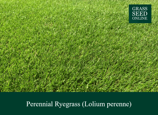 Perennial ryegrass turf