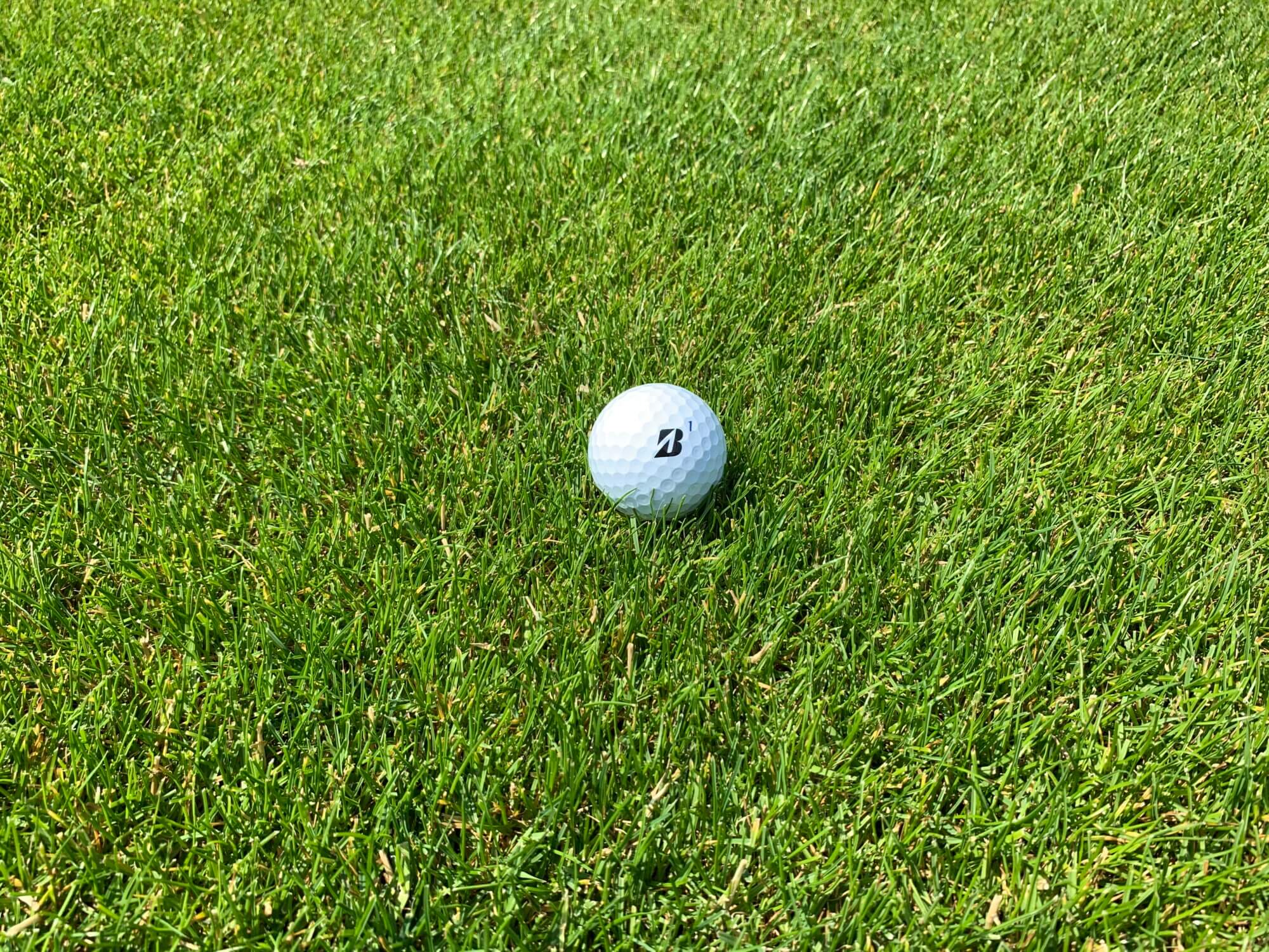 Perennial Ryegrass
