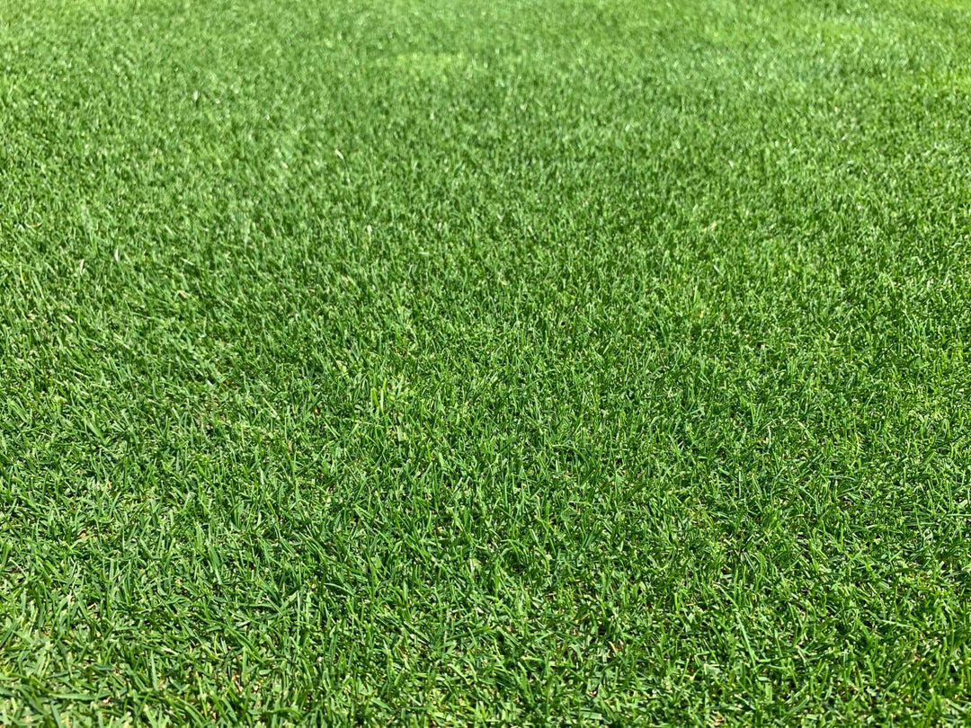 Perennial Ryegrass|tee to green