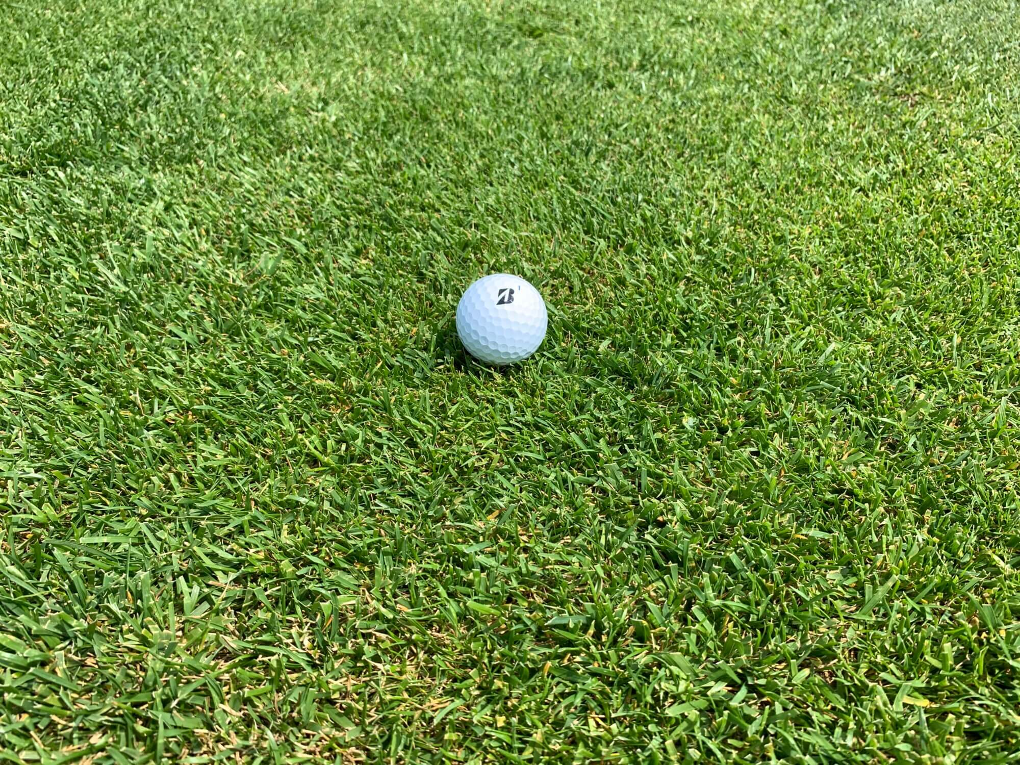 Drought Tolerant Tall Fescue