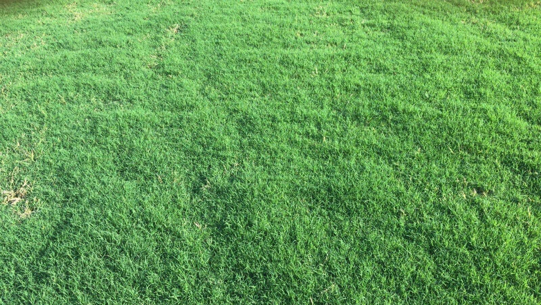 Bermuda Grass Seed