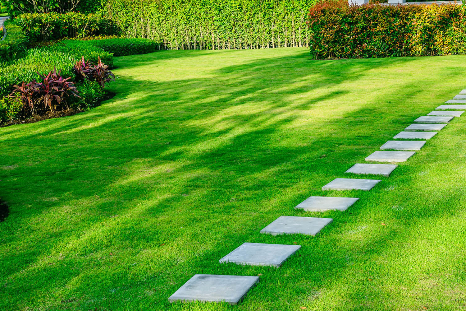 Grass under shade.|