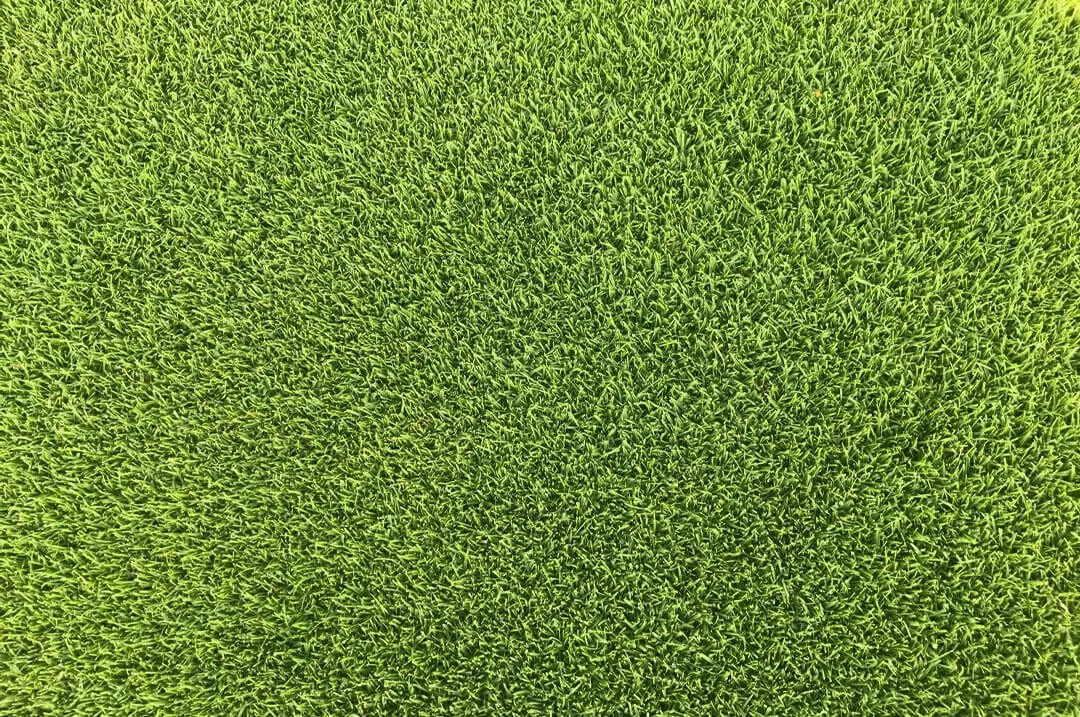Close up bird's eye view of Pure Bent Grass Seed|Browntop Bent|Creeping Bent|Browntop Bent|Highland Bent
