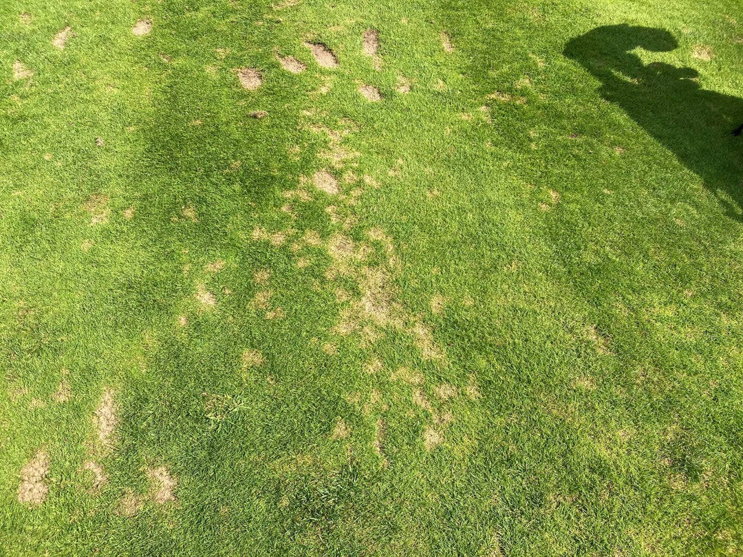 Dollar Spot on a golf course tee box|Dollar Spot|Dog urine scorch