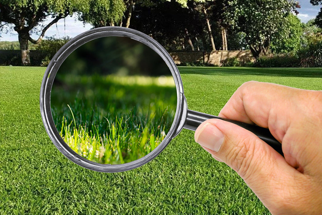 Perennial Ryegrass Has Changed. Has Your Advice?