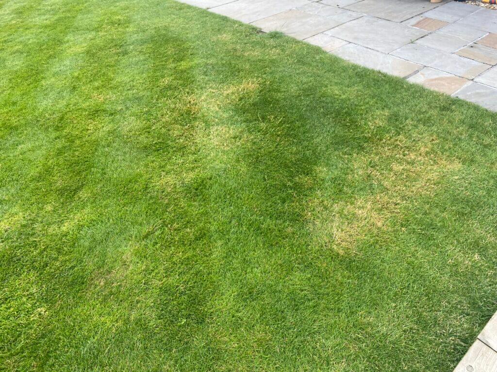 Lawnmower Scalping a Lawn|Lawn Scalping
