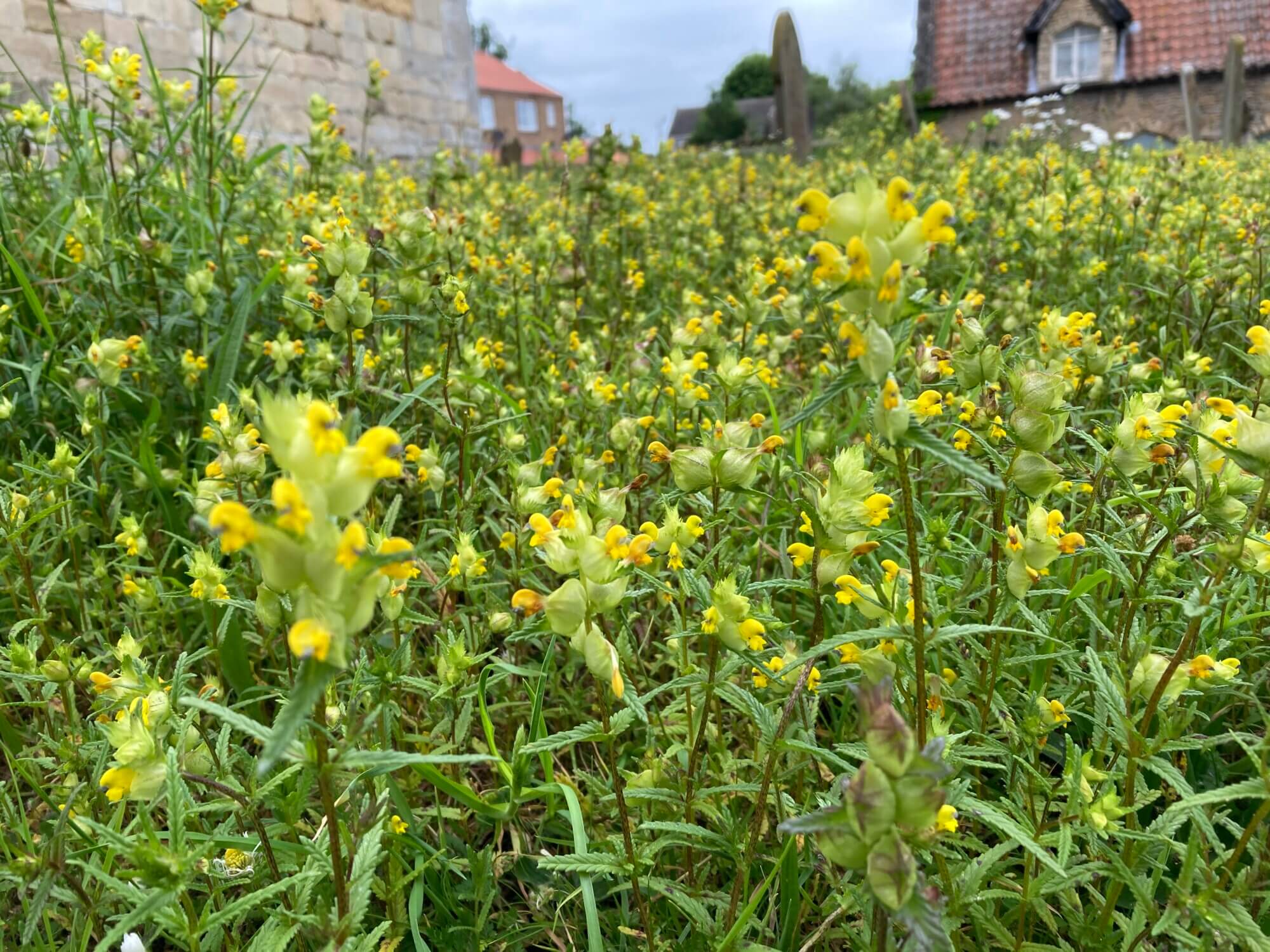 UK Native Yellow Rattle Wildflower Seed||||Yellow Rattle Seed
