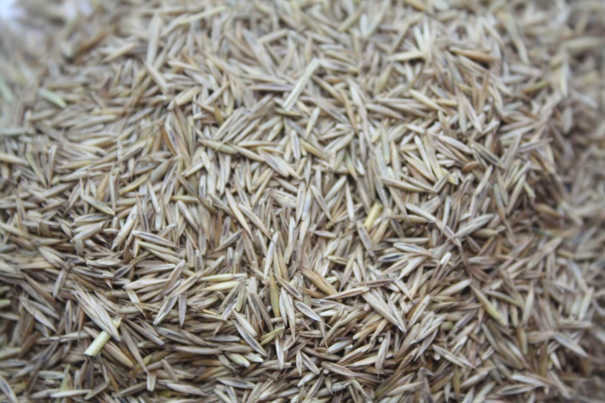Grass Seed|