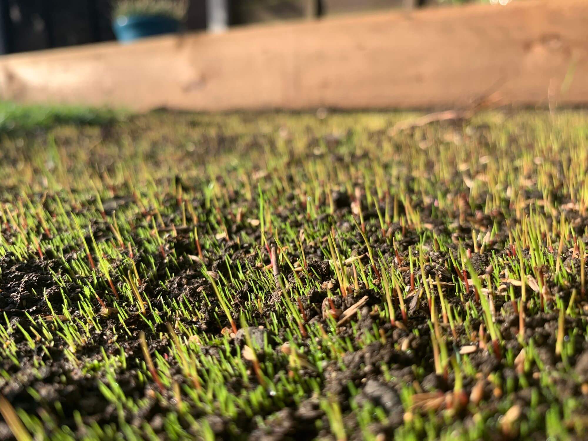 Fast Germinating Grass Seed