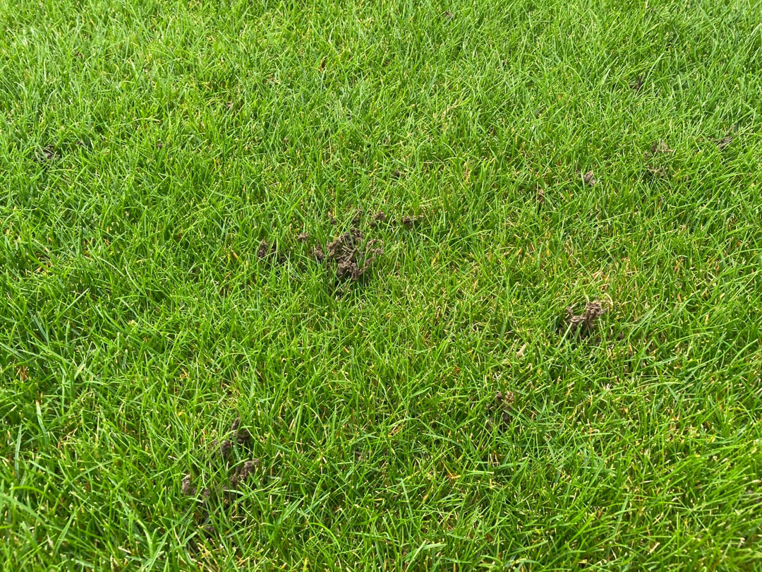 Worm Casts in a Lawn