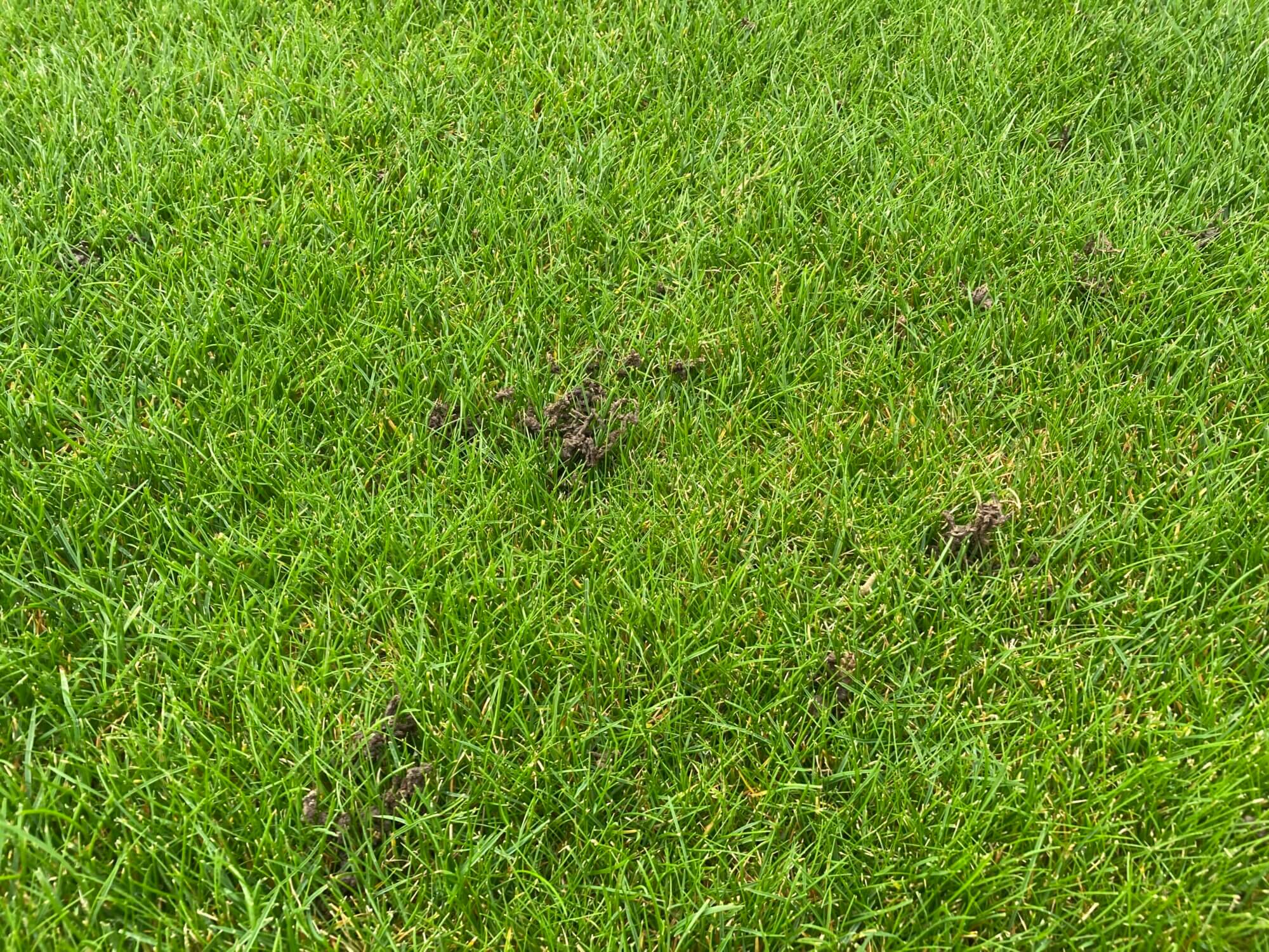 Worm Casts in a Lawn