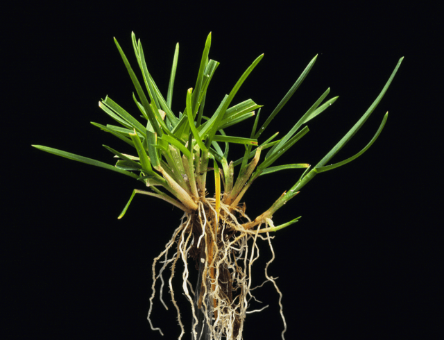 Smooth stalked meadow grass|Kentucky Bluegrass Seed|Kentucky Bluegrass