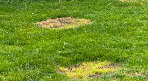 Why Grass Struggles to Grow Where Trees Once Stood – And How to Fix It