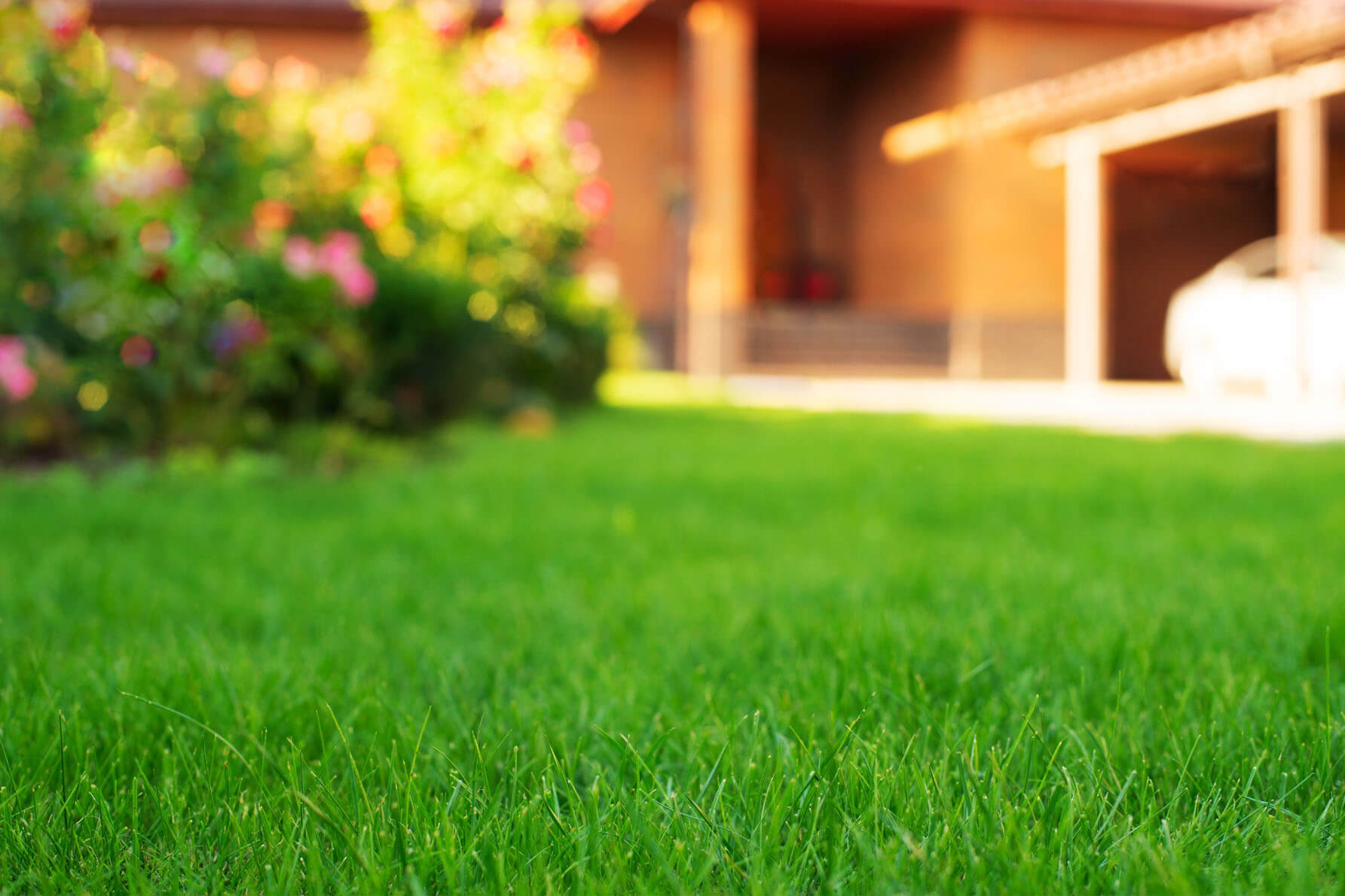Close up of lawn in a garden