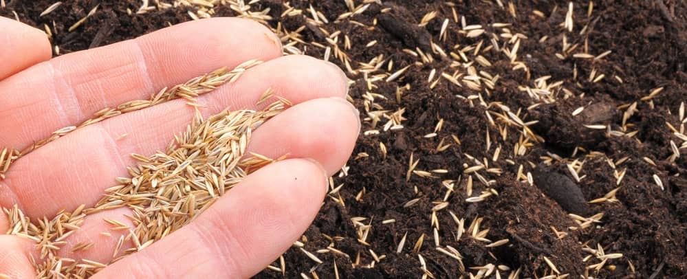 What is the best time to sow grass seed in the UK - Hand with grass seed in it, over soil, ready to sow.