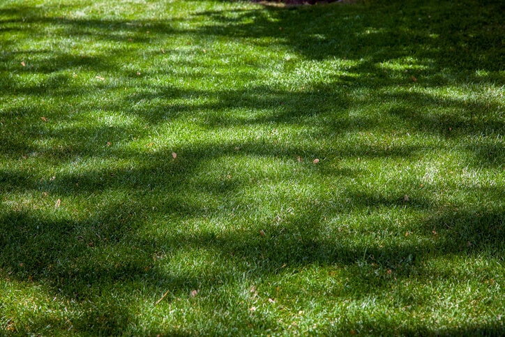 The Complete Guide to Caring for Shaded Lawns