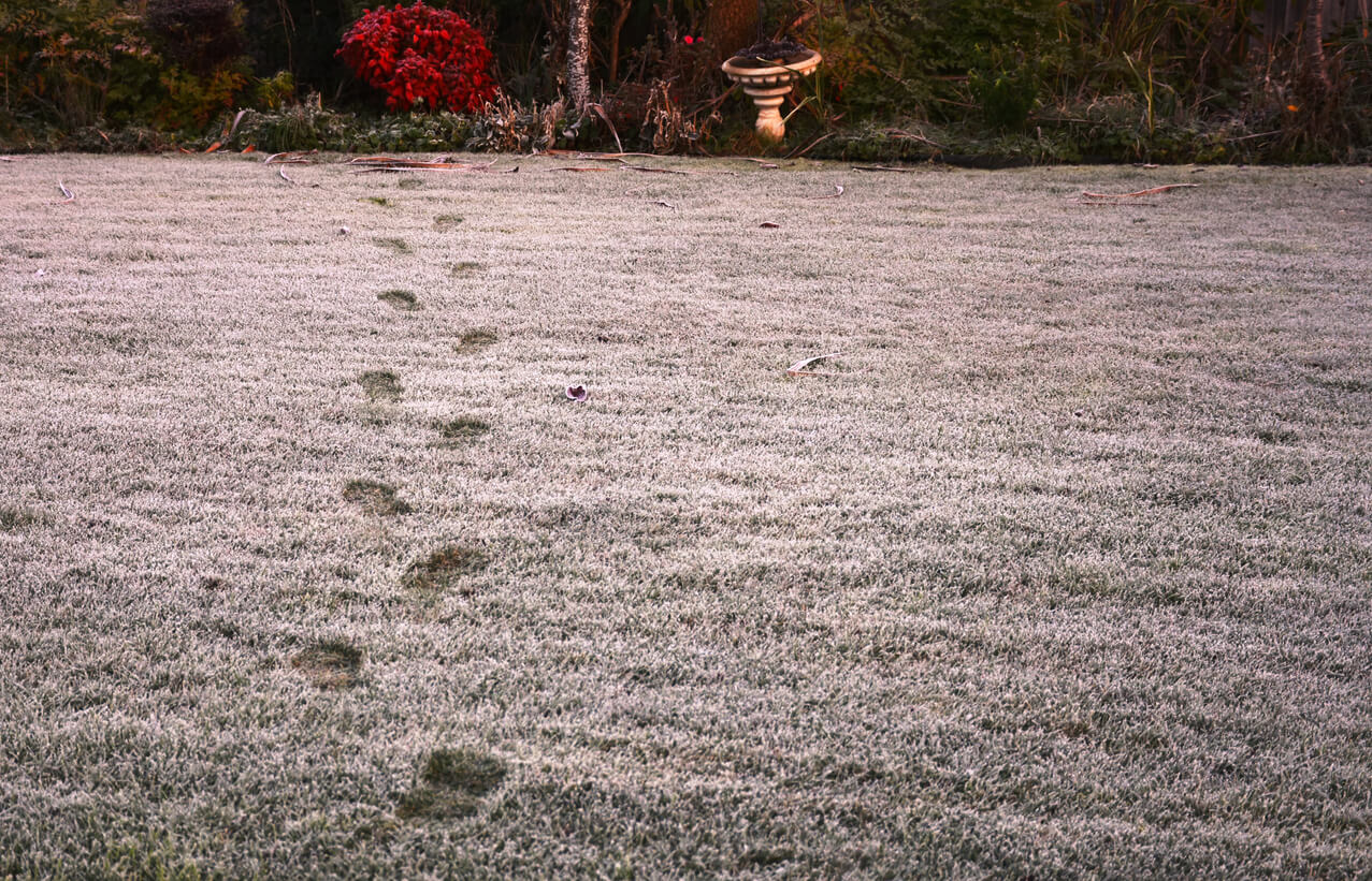 Footprints in frost|Grass seed for sowing in the winter|Pogo Soil Temperature Readings|POGO Soil Moisture and Temperature Probe|POGO Soil Moisture and Temperature Probe