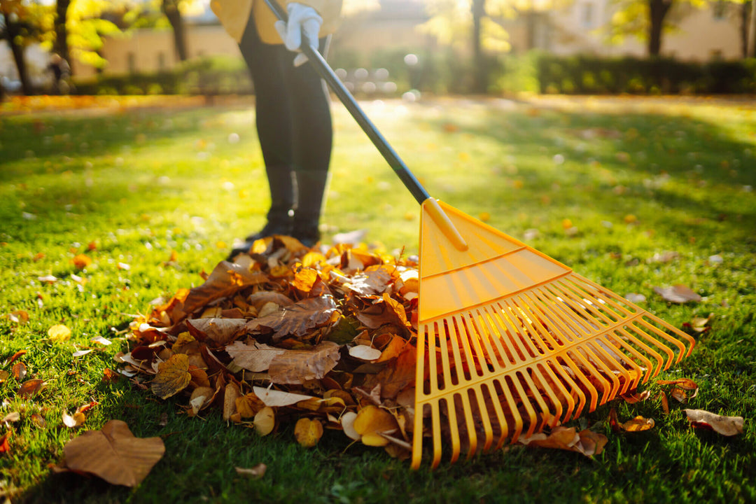 Autumn Lawn Care