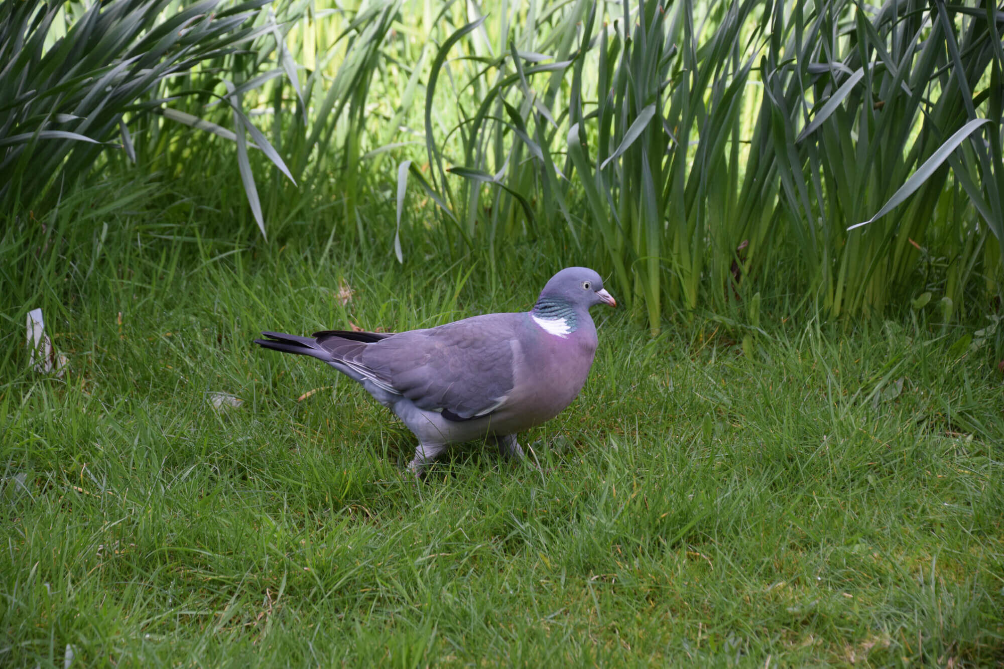 Wood Pigeon