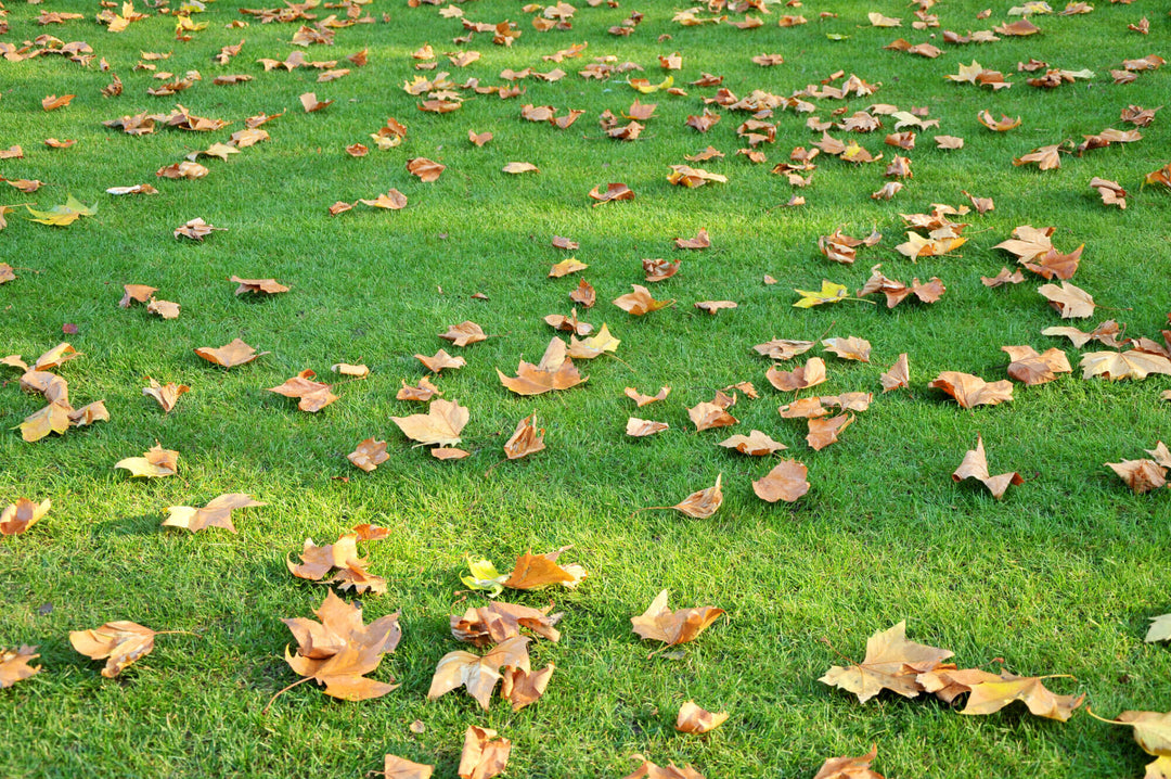 Autumn Grass Seed Sowing