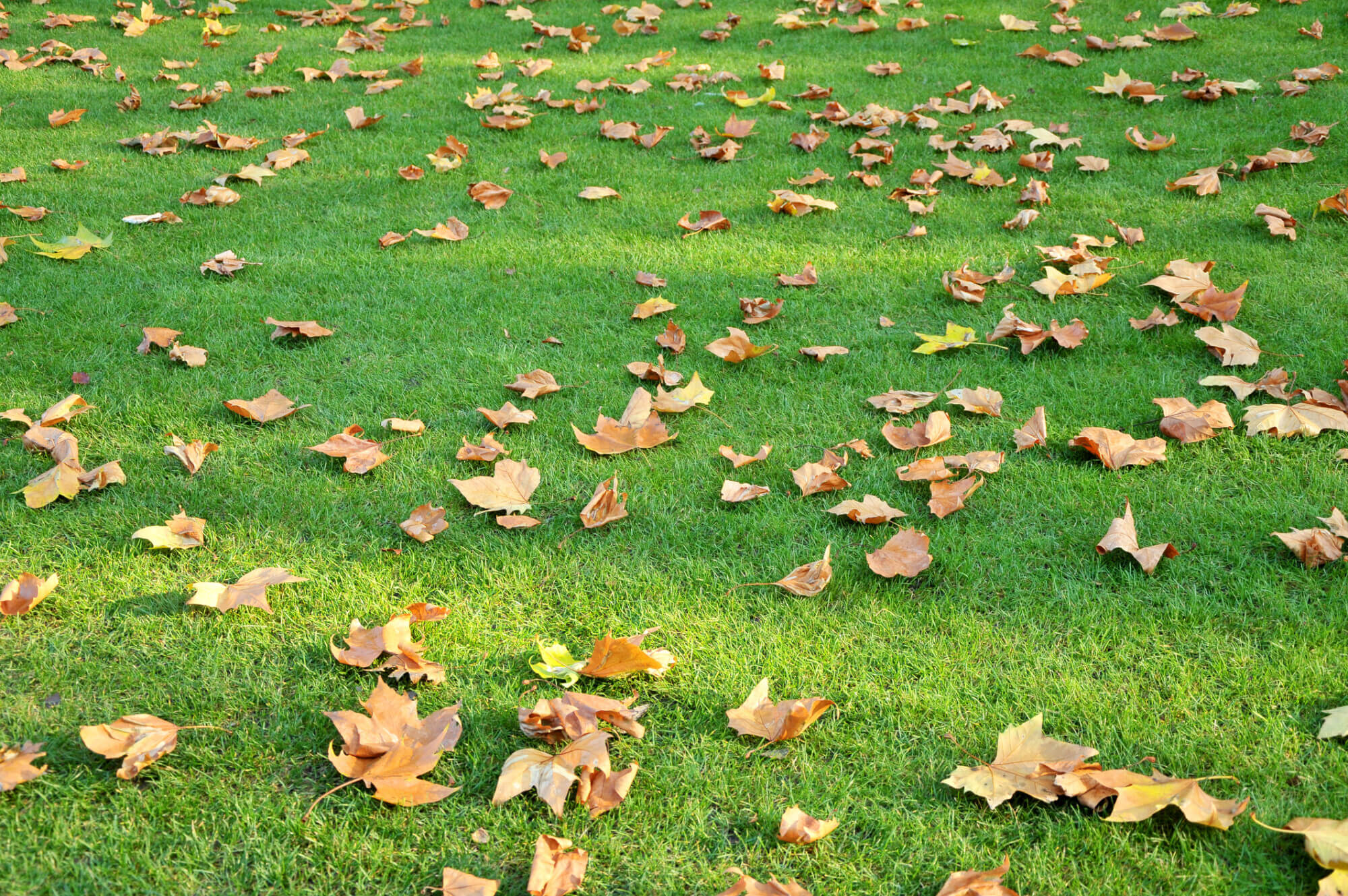 Autumn Grass Seed Sowing