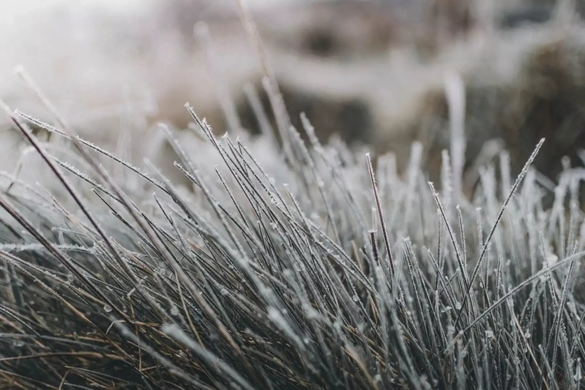 Frosty grass close up.|drainage network|winter fields