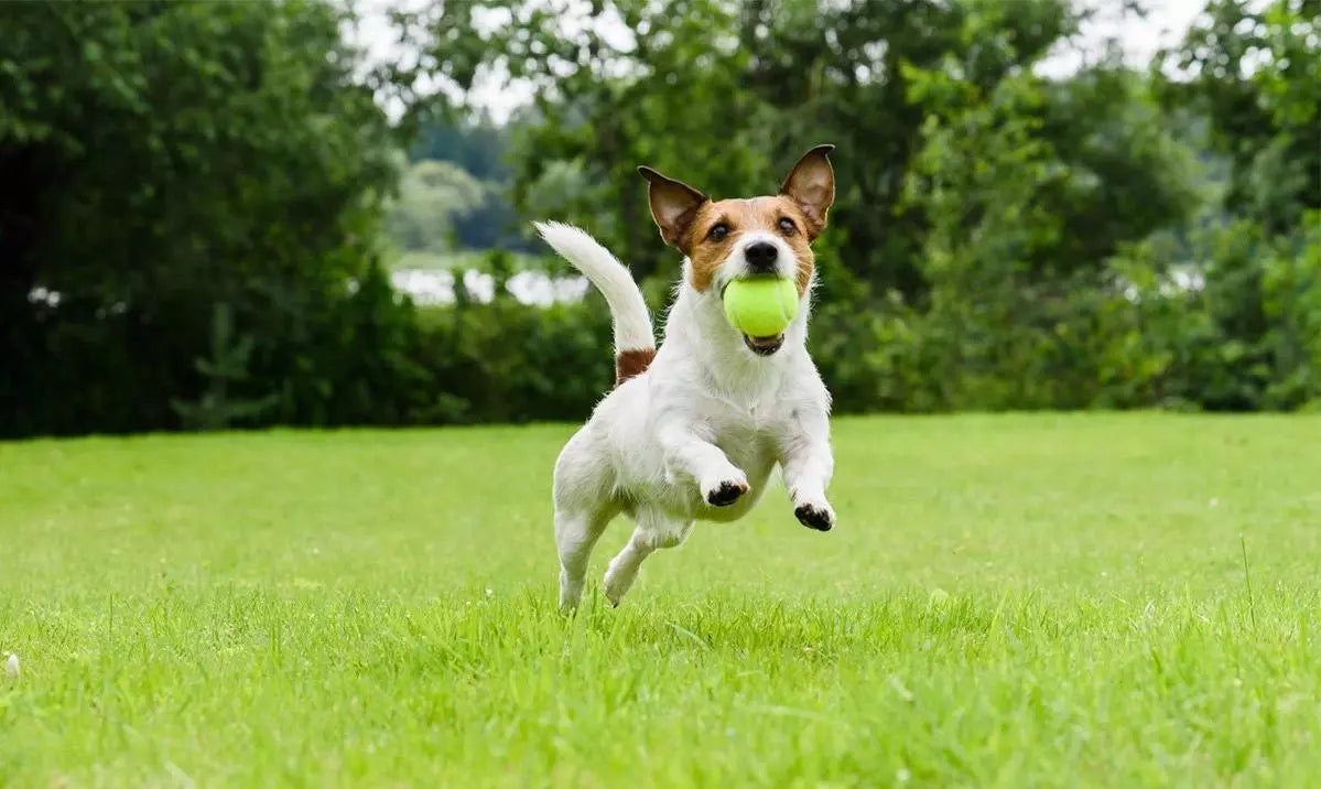 Preventing Lawn Burn: Tips for Dog Owners