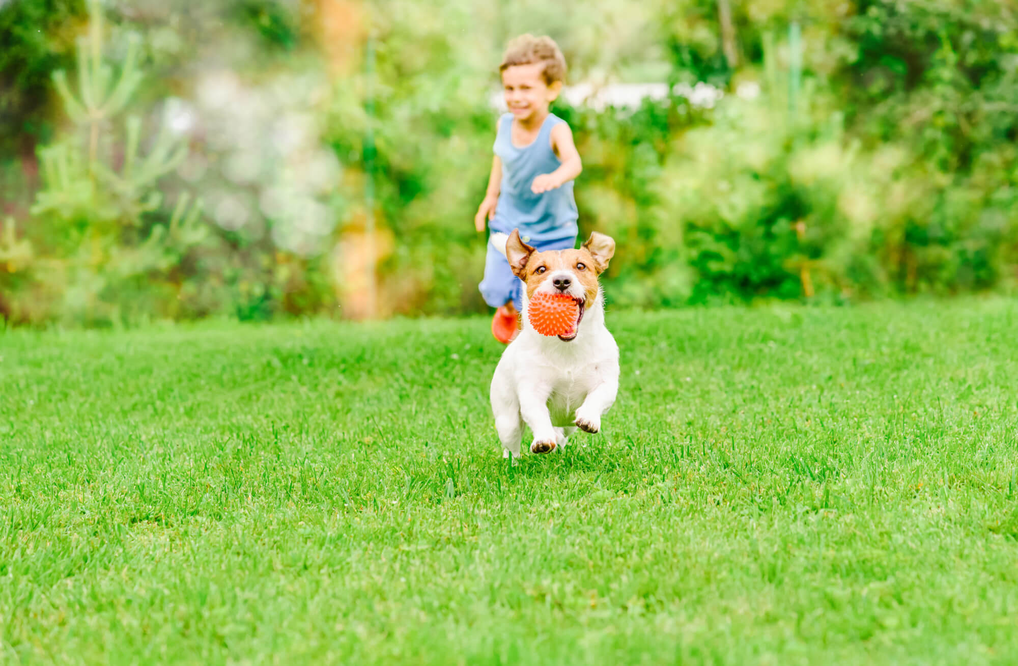 Is grass seed safe for dogs?|Dog with grass seed stuck in fur
